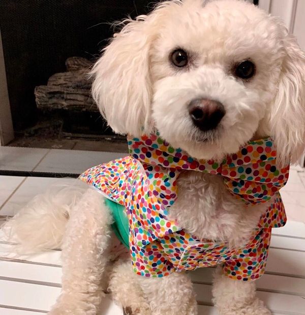 The Posh Pet Boutique Dog Clothes, Dog Boutique